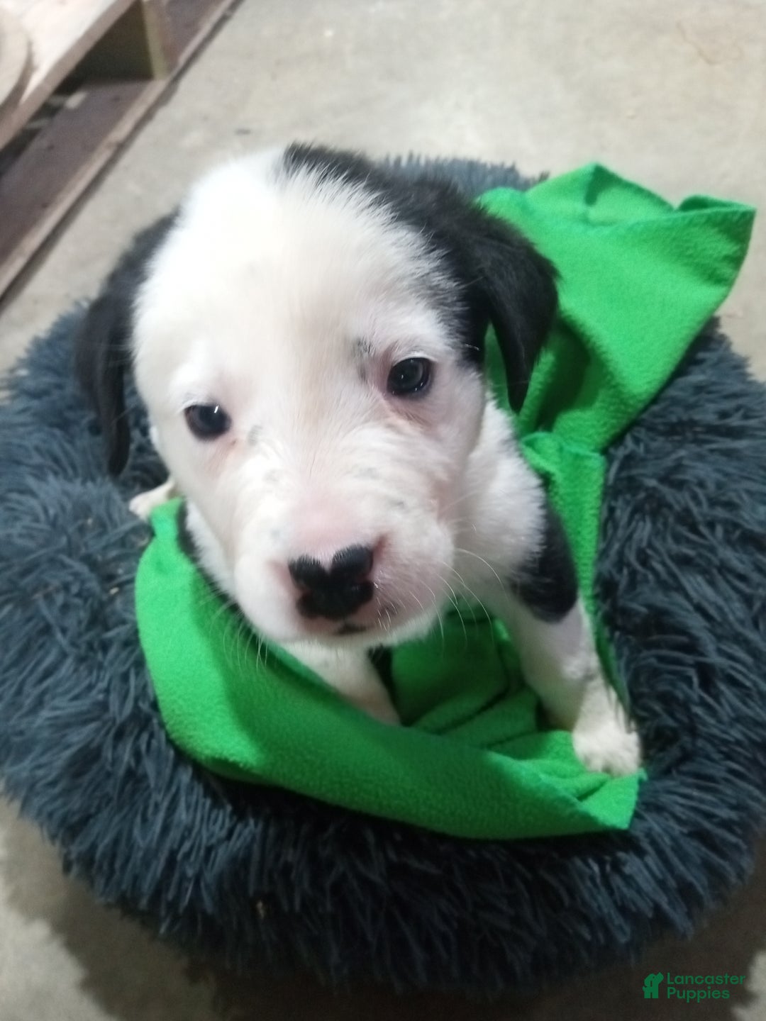 Mixed Breed dogs for sale: Chungus - Ad 1