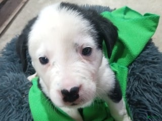 Mixed Breed dogs Chungus - Ad 18