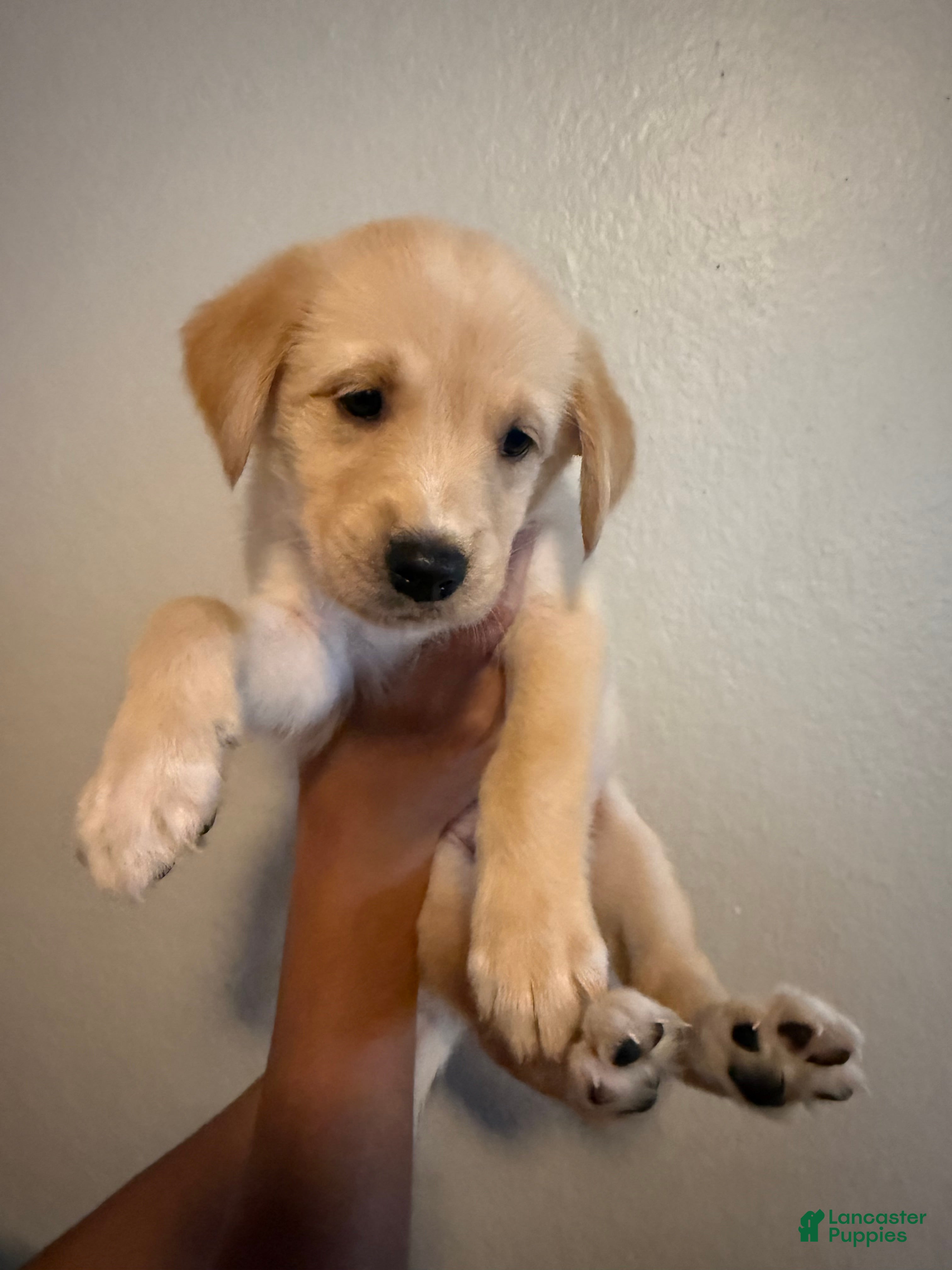 Mixed Breed dogs Nilla - Ad 31