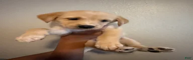 Nilla
