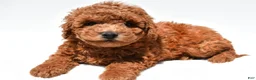 Mini Goldendoodle dogs for sale: Hazel - Ad 3