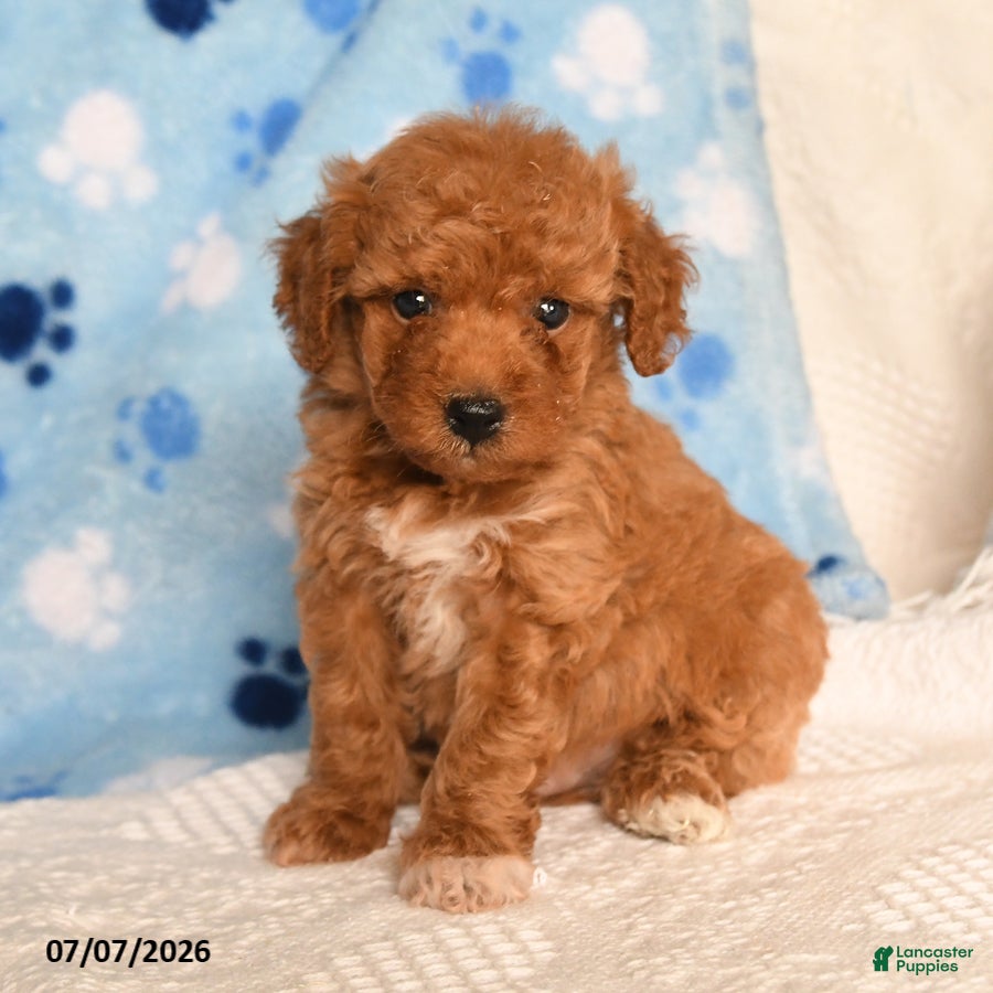 Mixed Breed dogs Buster - Ad 1
