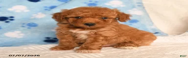 Buster