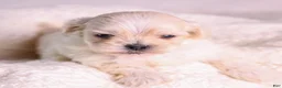 Mixed Breed dogs for sale: Lafayette - Ad 8