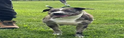 American Bully dogs for sale: Venus - Ad 24