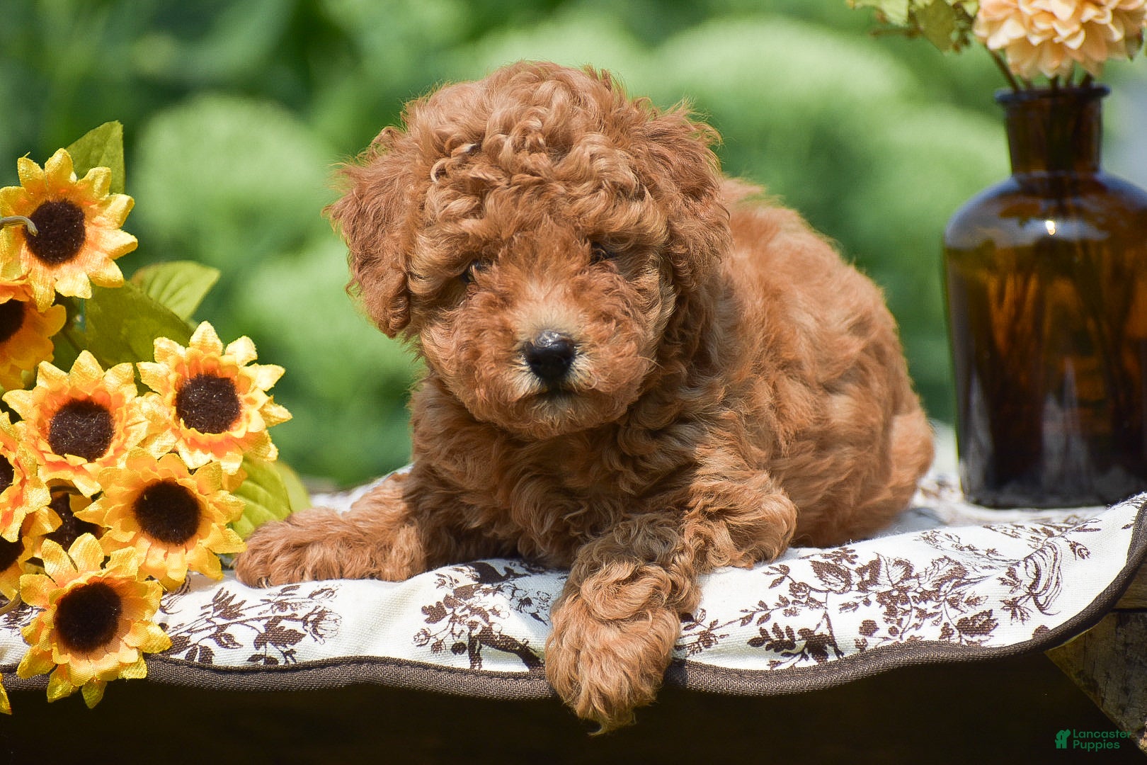 Toy Poodle dogs Ashley - Ad 2