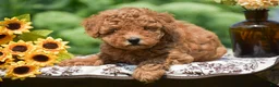 Toy Poodle dogs for sale: Ashley - Ad 2