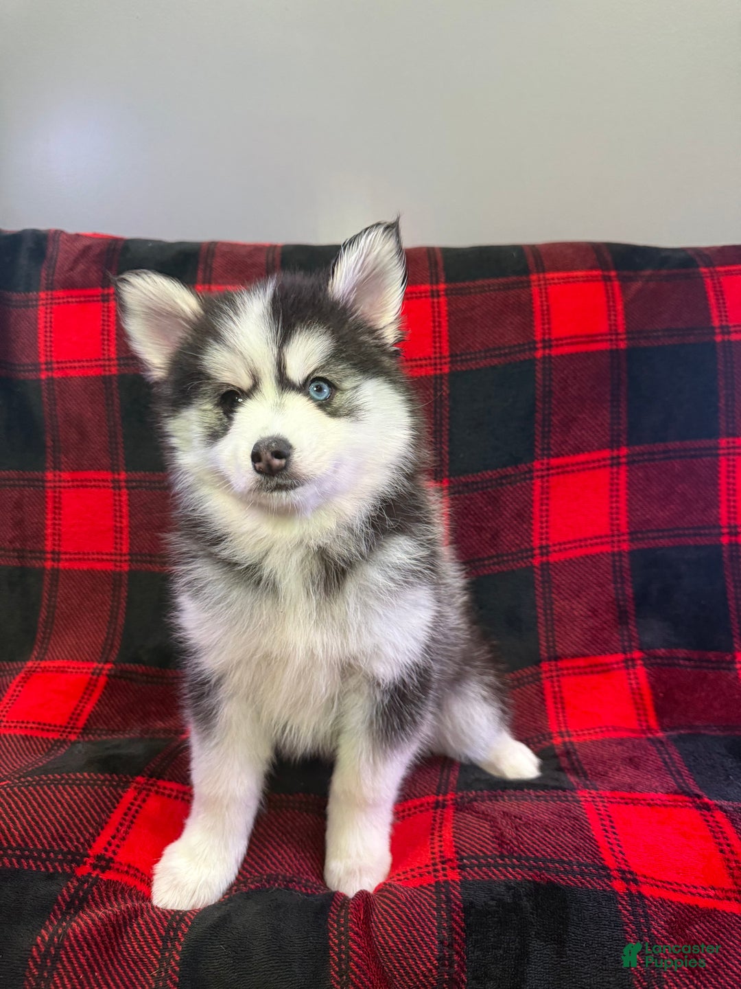 Pomsky dogs for sale: Tiny - Ad 11