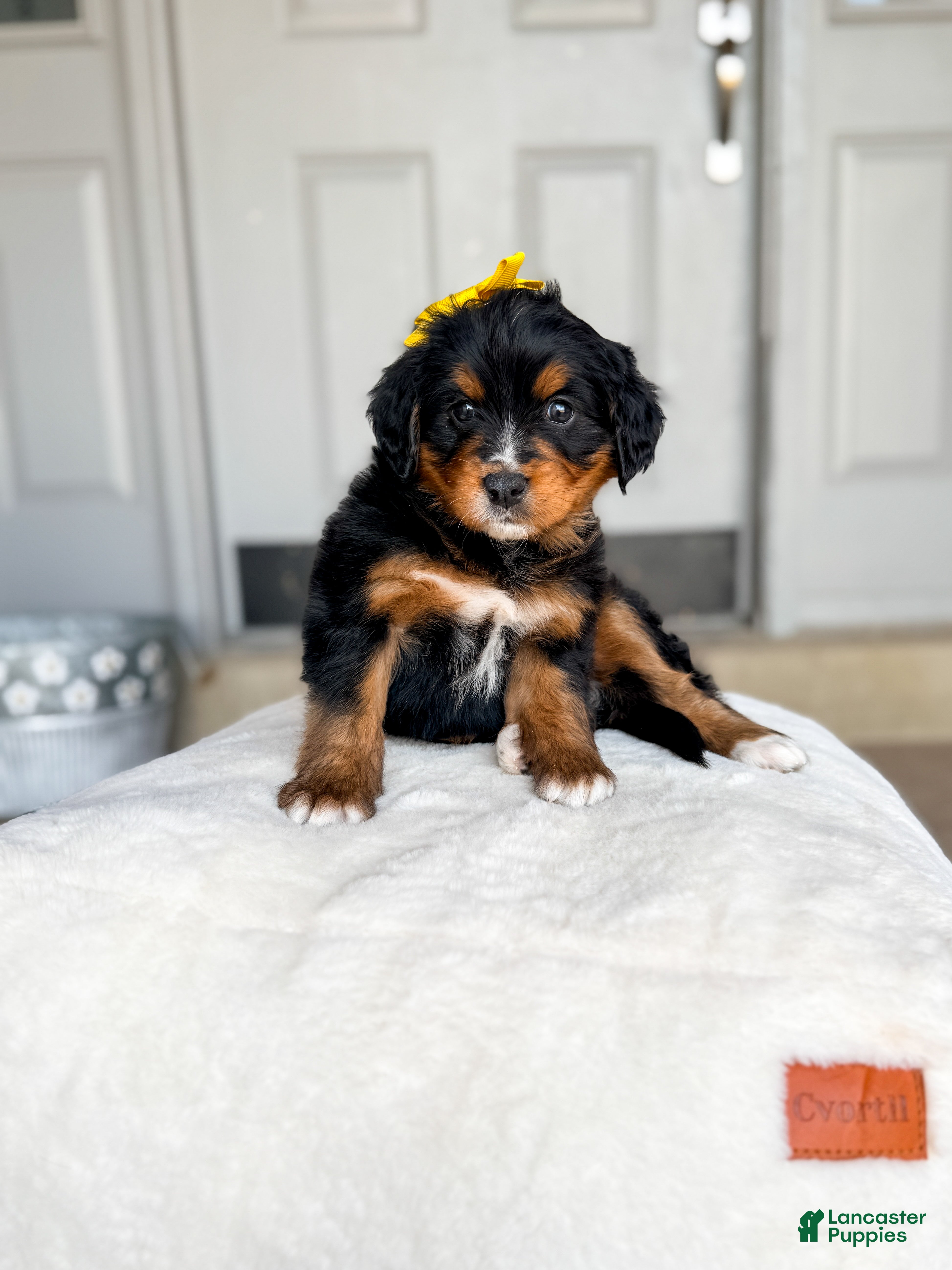 Bernedoodle dogs Adelaide - Ad 3