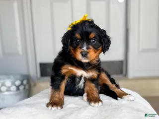 Bernedoodle dogs Adelaide - Ad 3