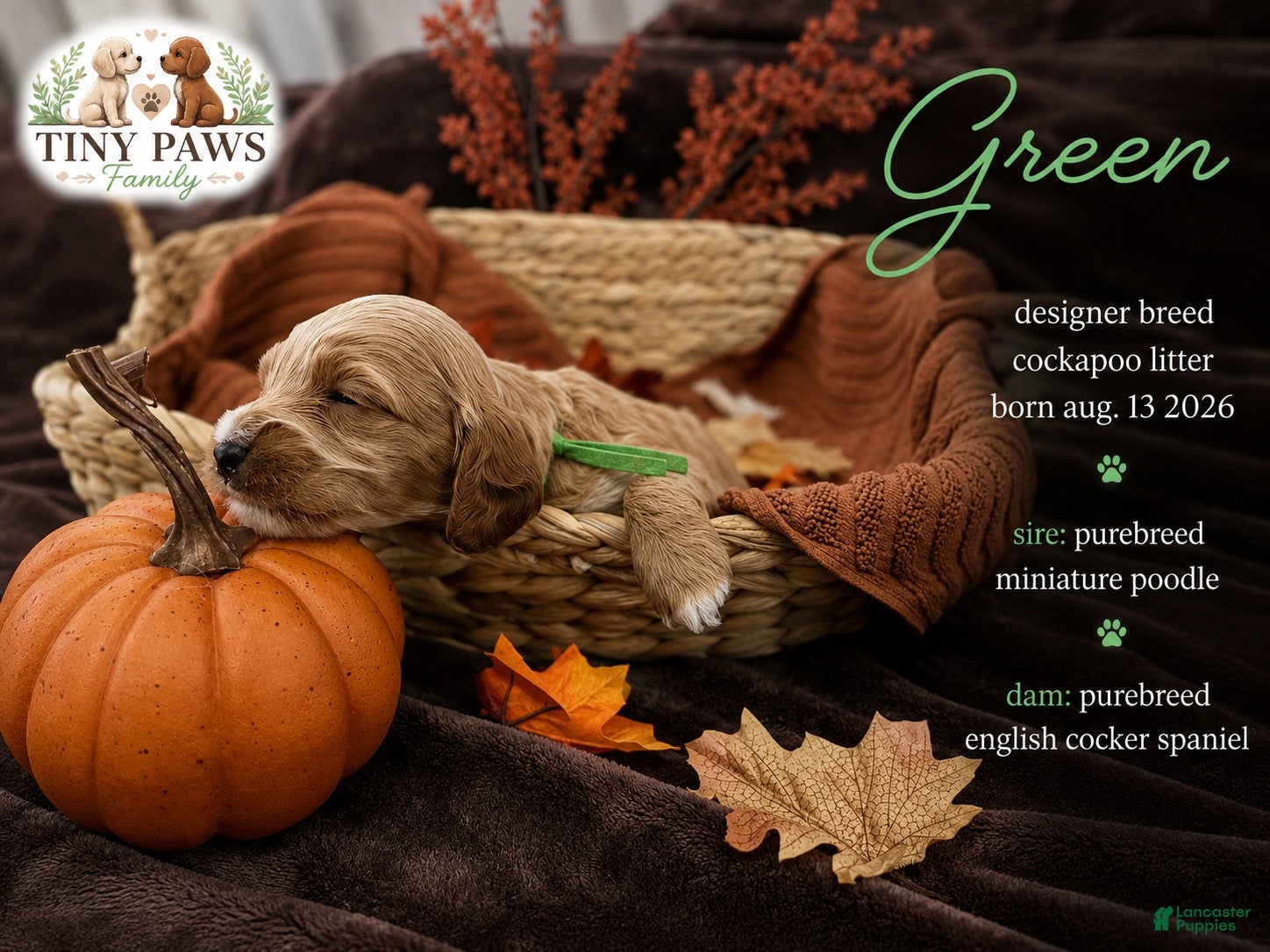 Cockapoo dogs Green Collar - Ad 15