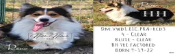 Welsh Corgi Pembroke dogs for sale: Jolene - Ad 14