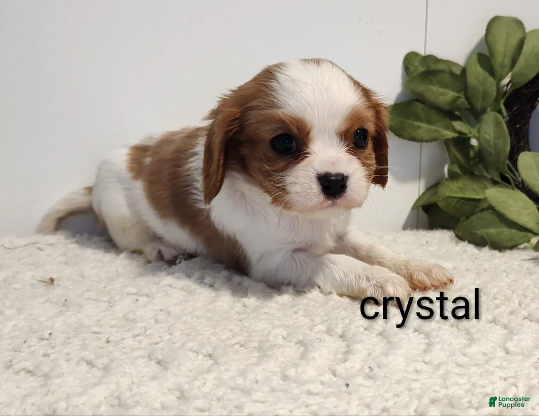 Cavalier King Charles Spaniel dogs for sale: Crystal  - Ad 5