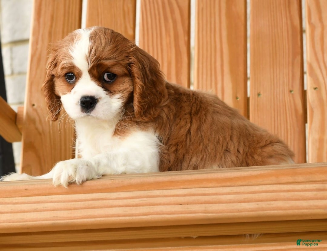 Cavalier King Charles Spaniel dogs for sale: Charlie - Ad 10