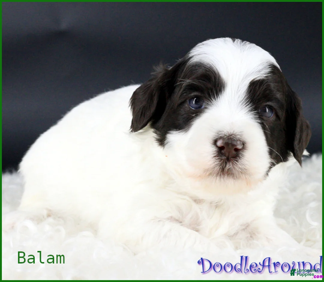 Australian Labradoodle dogs for sale: Balam - Ad 1