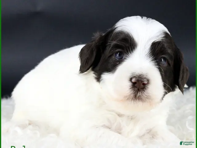 Australian Labradoodle dogs for sale: Balam - Ad 11