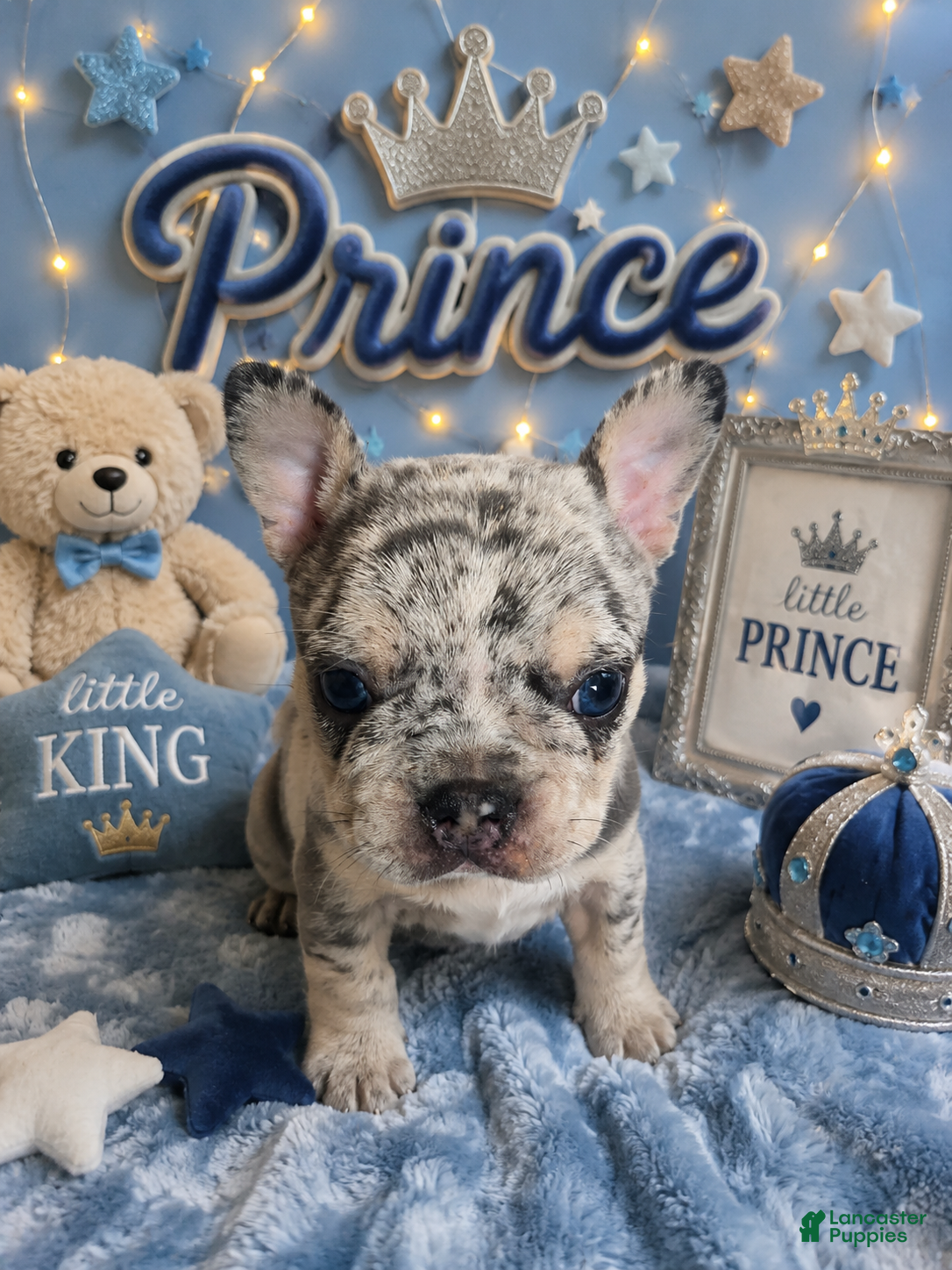 French Bulldog dogs Prince - Ad 1