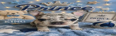 Prince