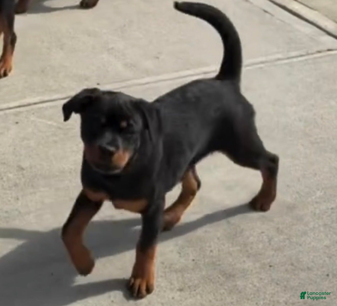 Rottweiler dogs Rottweiler Puppy 2  - Ad 16