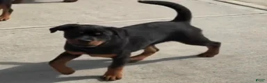 Rottweiler Puppy 2 
