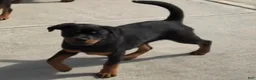 Rottweiler dogs for sale: Rottweiler Puppy 2  - Ad 1