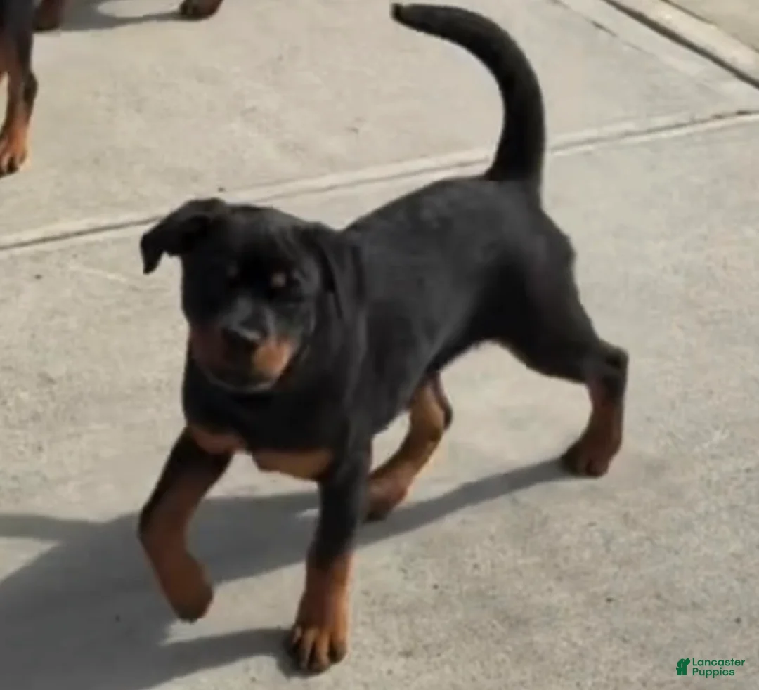Rottweiler dogs for sale: Rottweiler Puppy 2  - Ad 1
