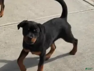 Rottweiler dogs Rottweiler Puppy 2 - Ad 16