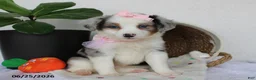 Miniature Australian Shepherd dogs for sale: Penelope - Ad 4