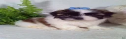 Shih Tzu dogs for sale: Annie - Ad 3
