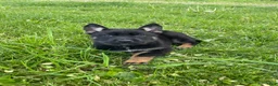German Shepherd dogs for sale: Collar Red - Ad 7