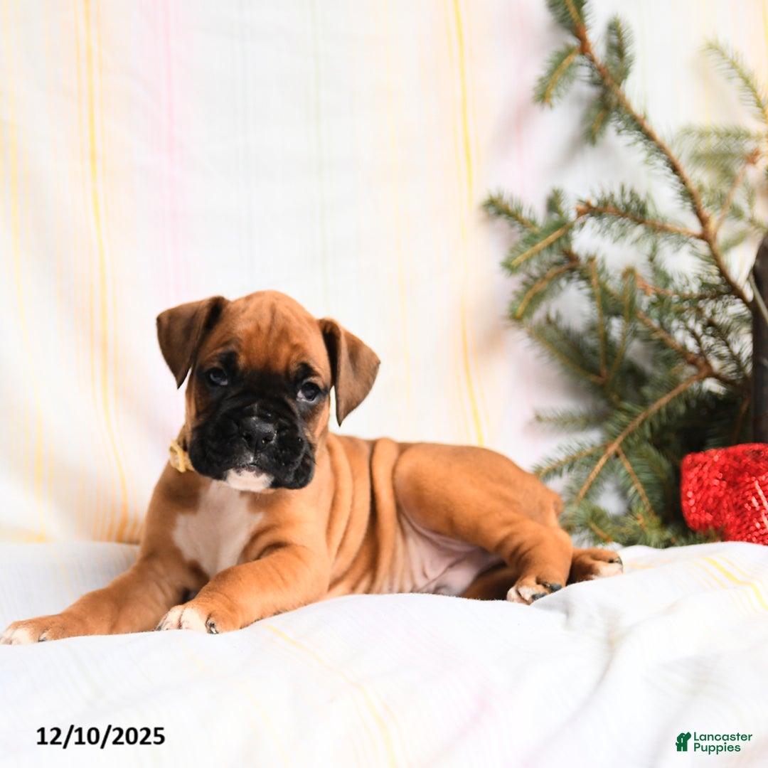 Boxer dogs for sale: Kringle - Ad 5