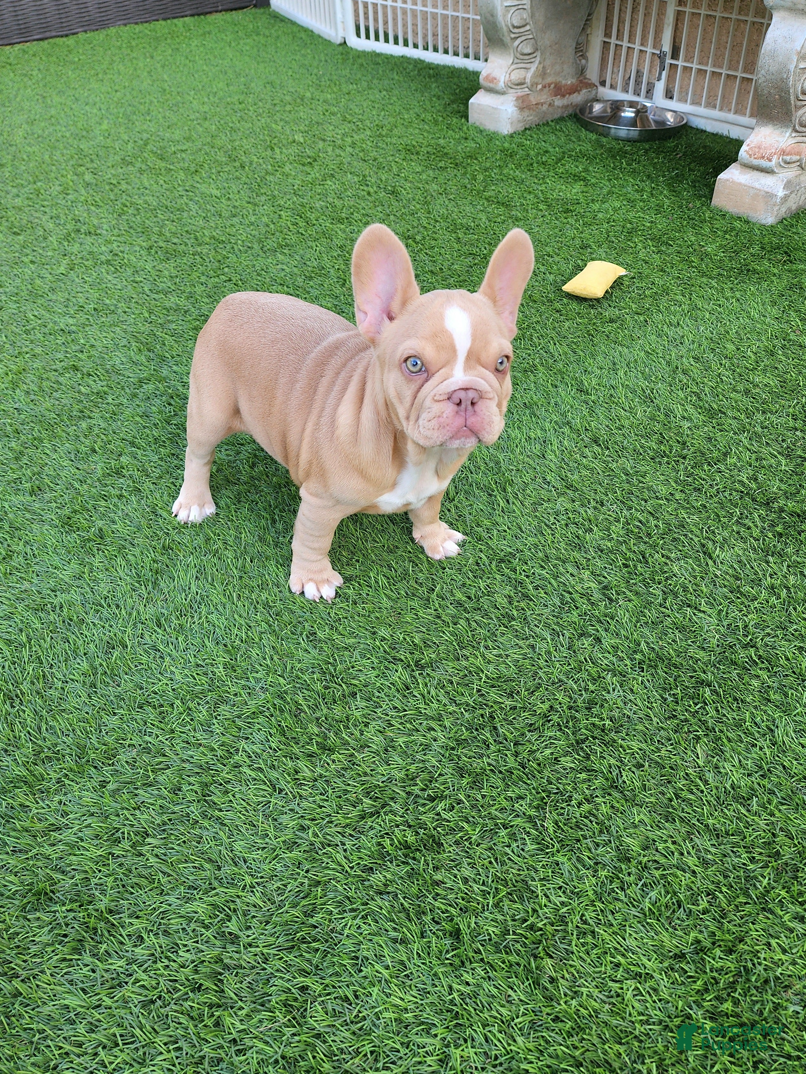French Bulldog dogs Izzy - Ad 1