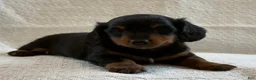 Miniature Dachshund dogs for sale: Annie  - Ad 3