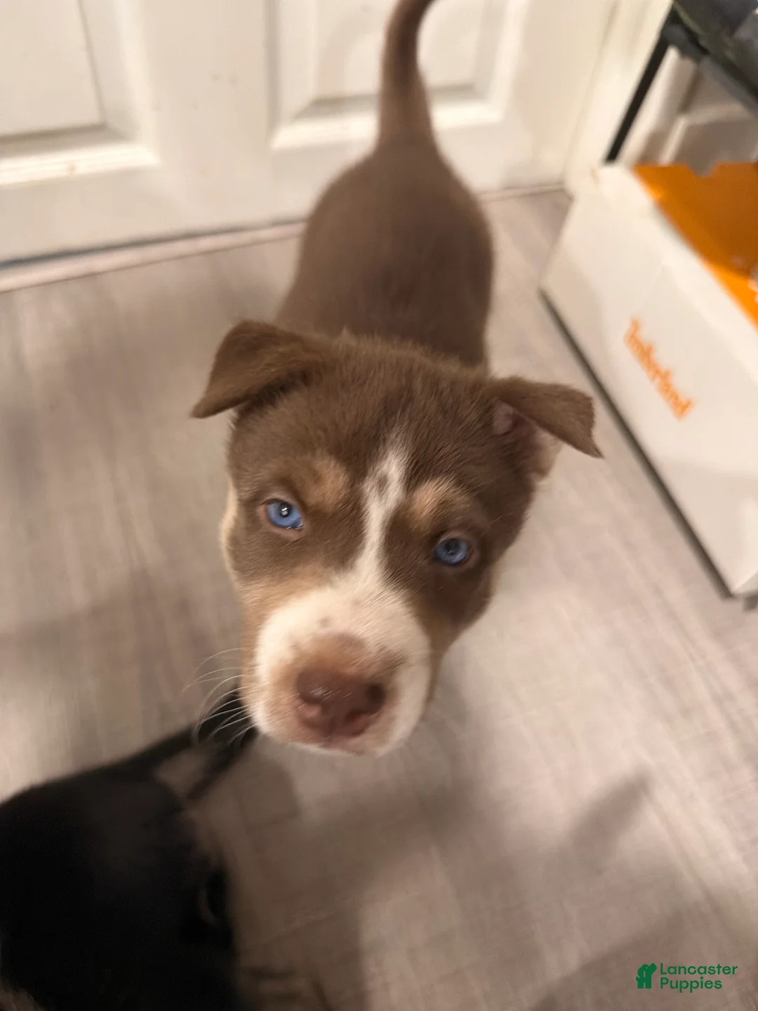 Siberian Husky dogs for sale: Siberian Husky Puppy 5 - Ad 2