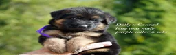 German Shepherd dogs for sale: German Shepherd purple collar - Ad 3