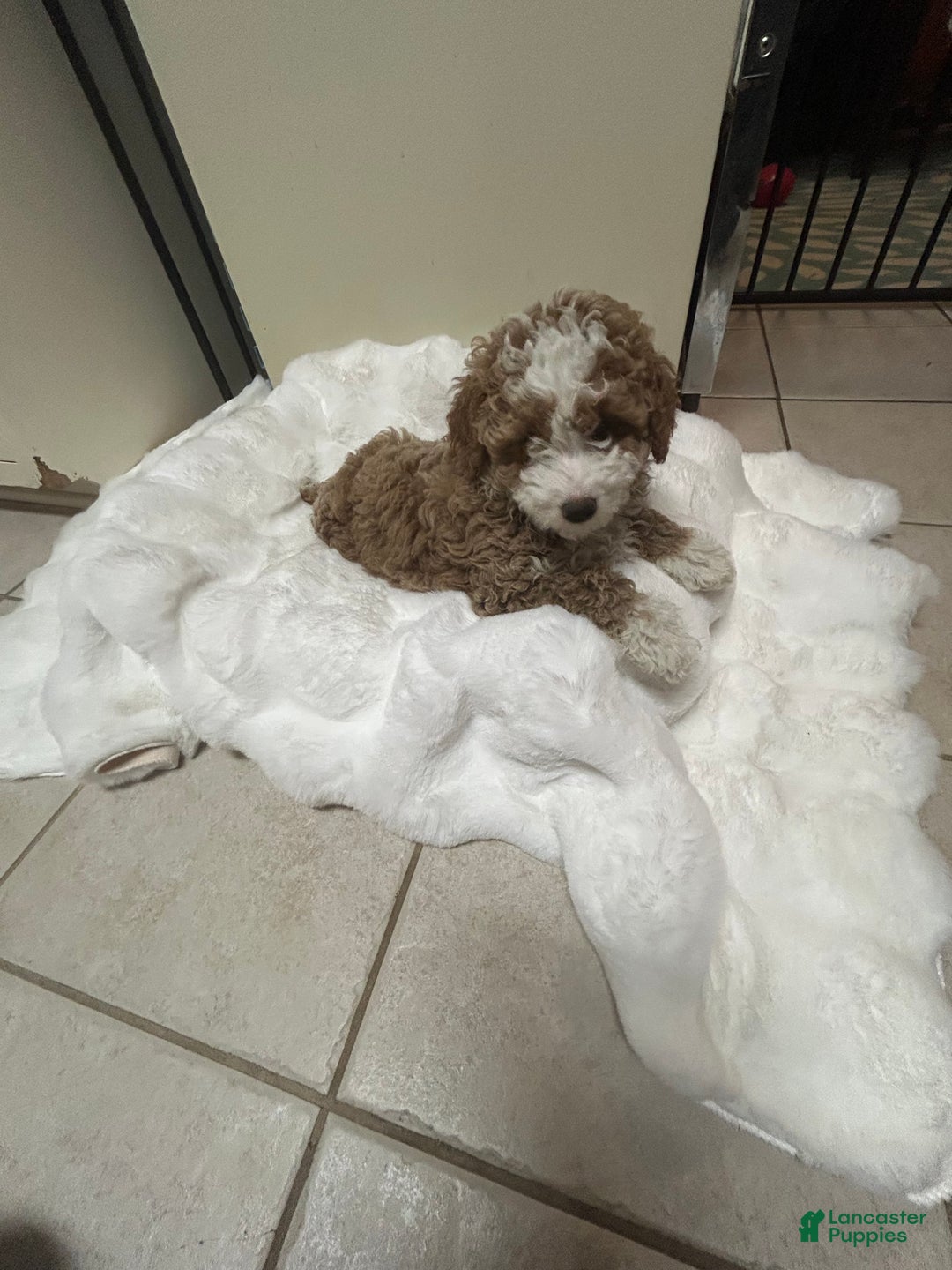 Mini Goldendoodle dogs for sale: Petite Tuxedo Mini Goldendoodle Mr. Perfection - Ad 4
