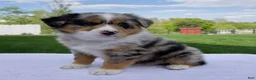 Australian Shepherd dogs for sale: Penny - Ad 1