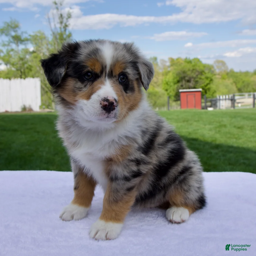 Australian Shepherd dogs for sale: Penny - Ad 1