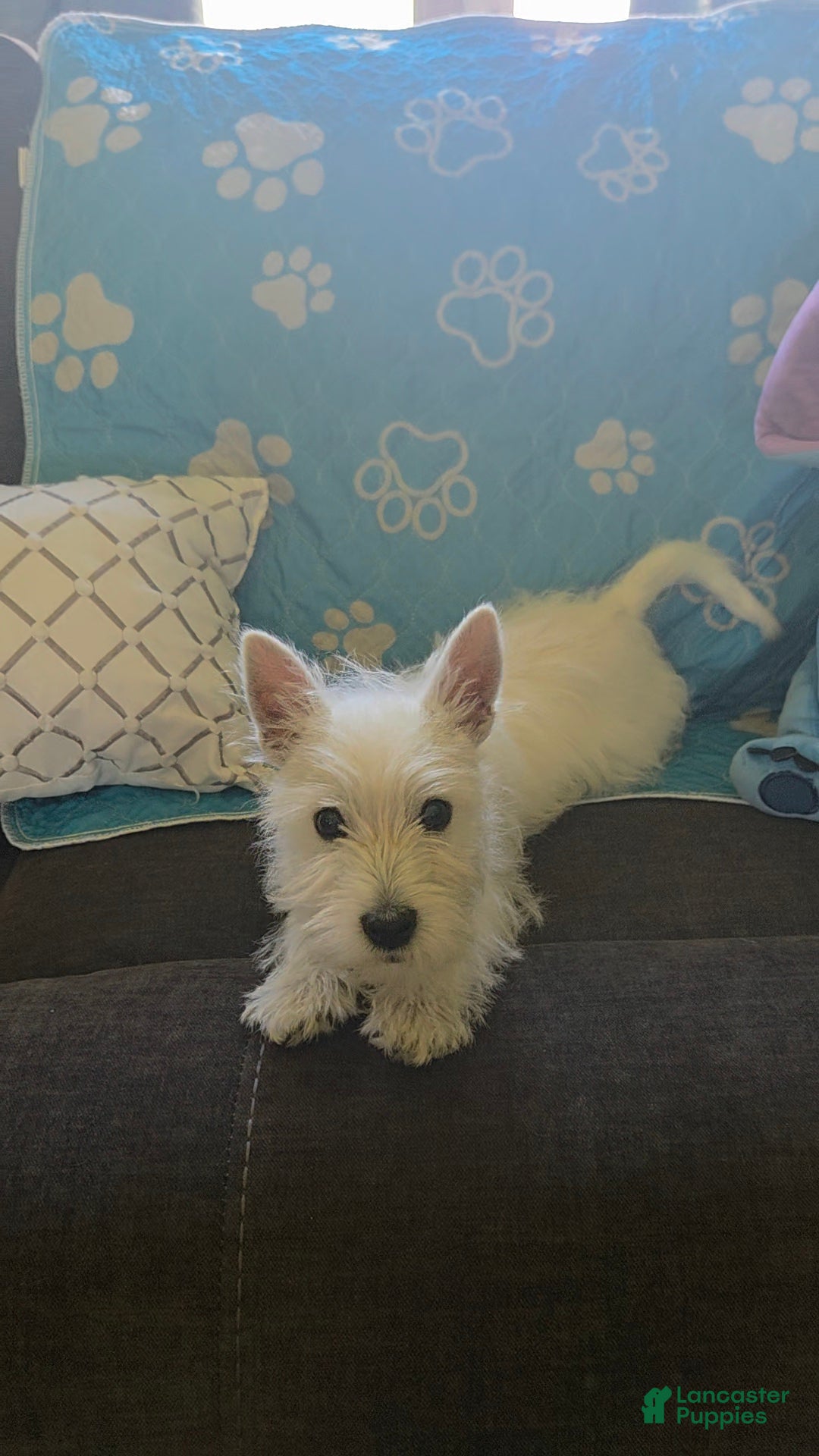 West Highland Terrier dogs Bart - Ad 1