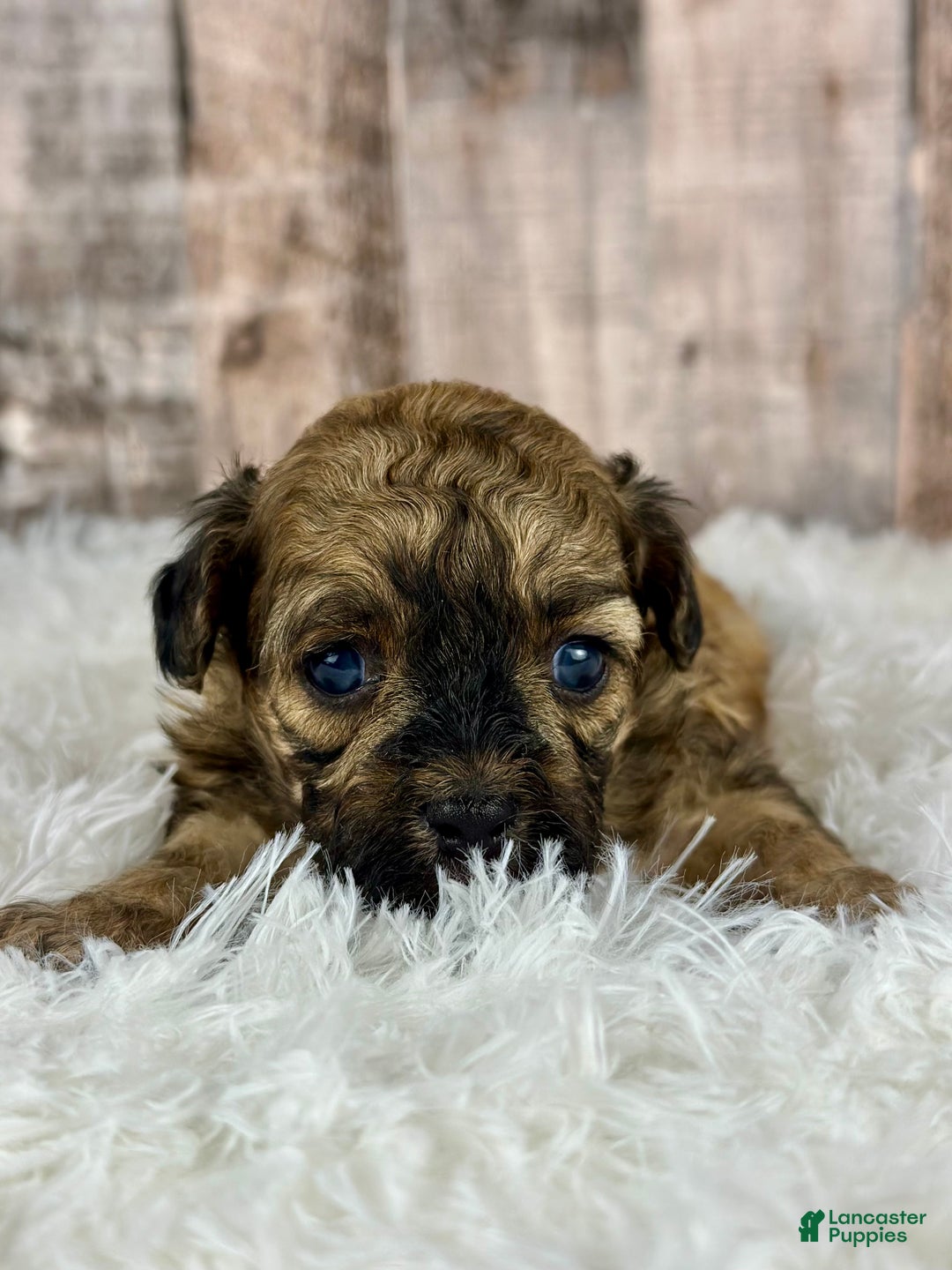 Shihpoo dogs for sale: Girl Shelly - 0191 - Ad 1