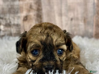 Shihpoo dogs Girl Shelly - 0191 - Ad 39