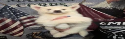 Siberian Husky dogs for sale: Red - Ad 4