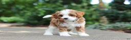 Cavapoo dogs for sale: Dolly - Ad 9
