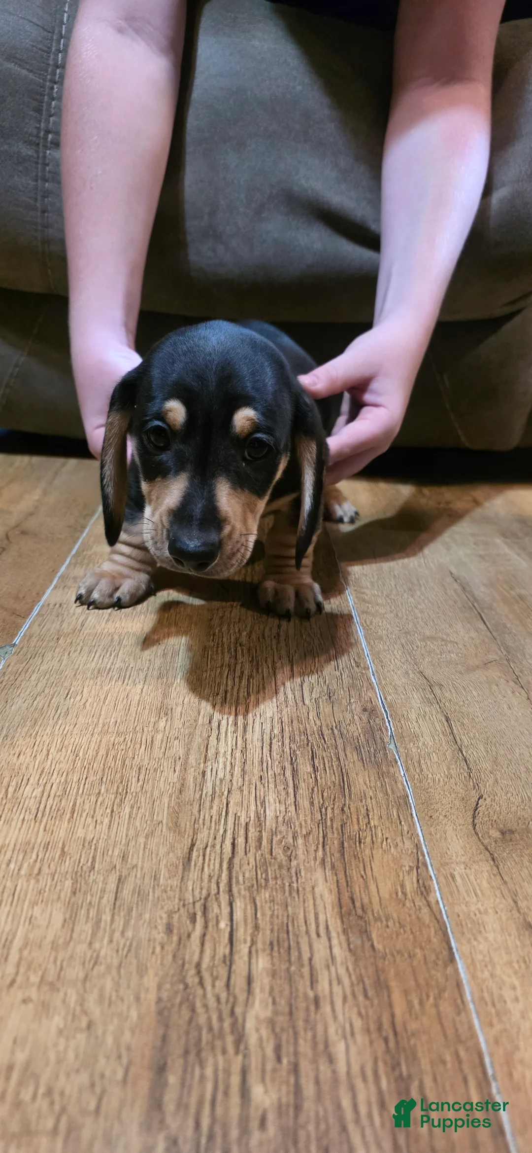 Miniature Dachshund dogs for sale: Miniature Dachshund Puppy 1 - Ad 1