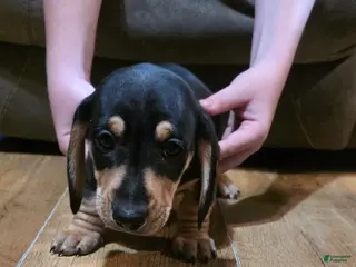 Miniature Dachshund dogs Miniature Dachshund Puppy 1 - Ad 42