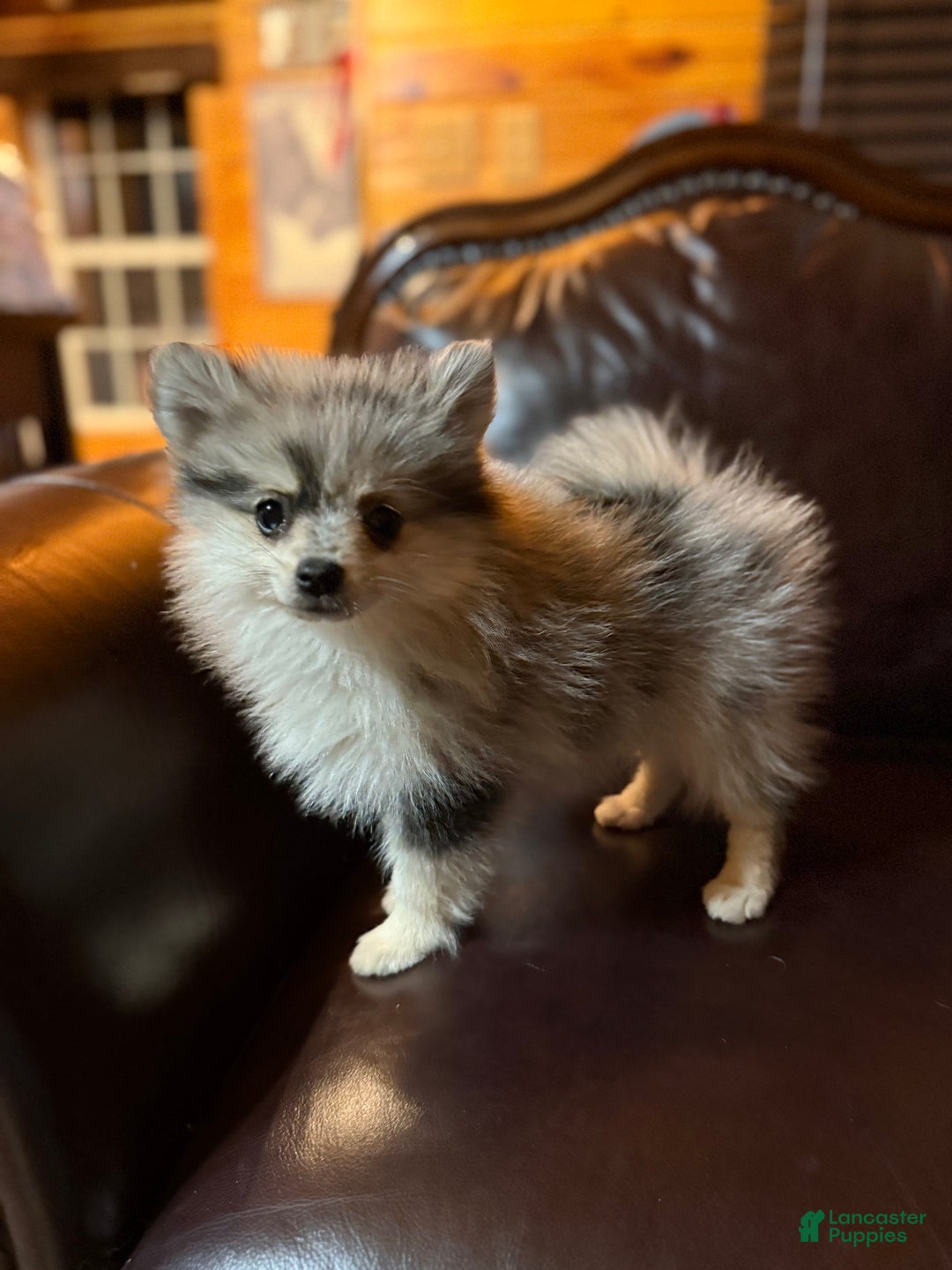 Pomeranian dogs for sale: Tiny Tim  - Ad 9