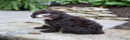 Mixed Breed dogs for sale: Fiona - Ad 3