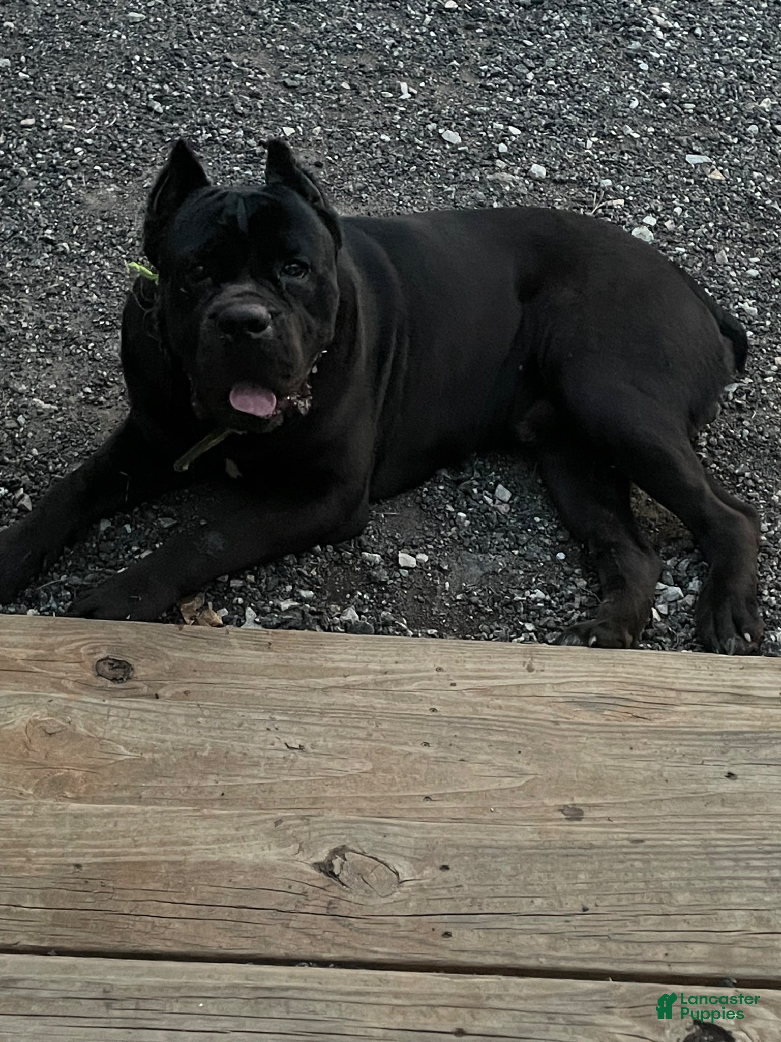 Cane Corso dogs Creed - Ad 1