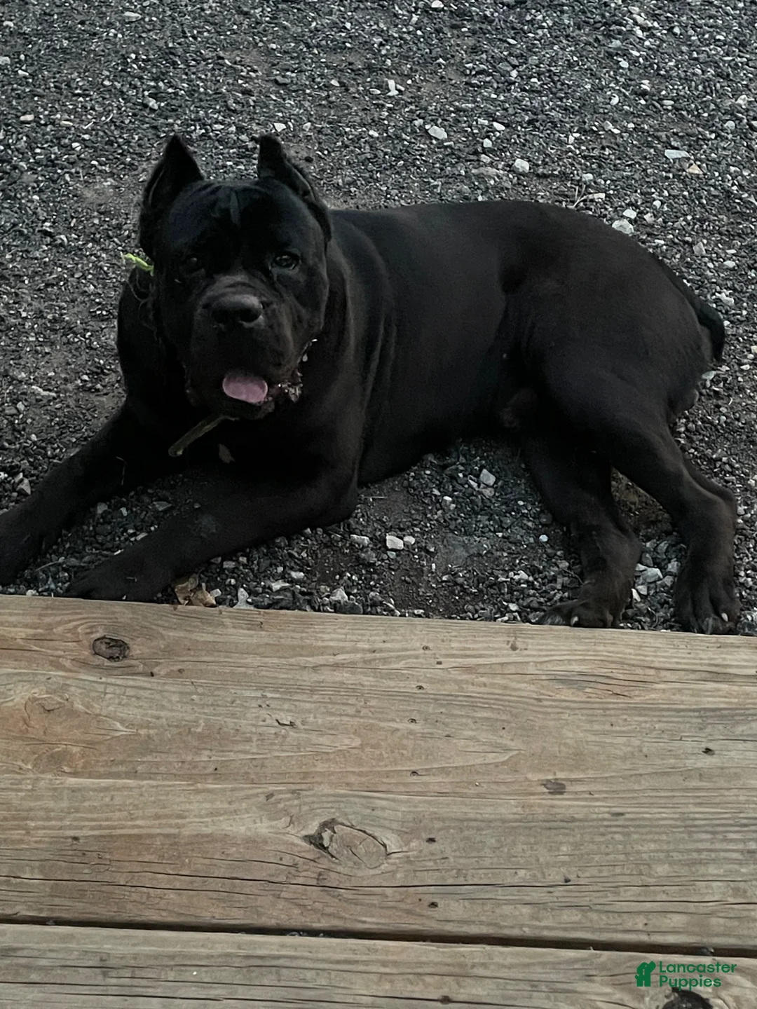 Cane Corso dogs for stud: Creed - Ad 1