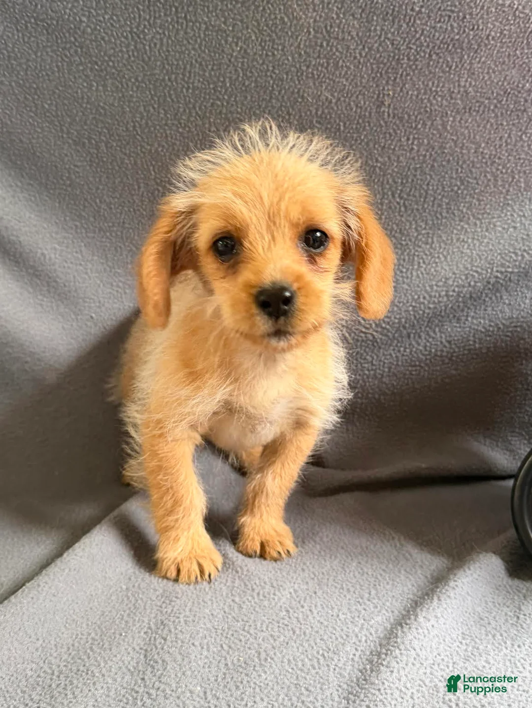 Mixed Breed dogs for sale: Justin - Ad 4
